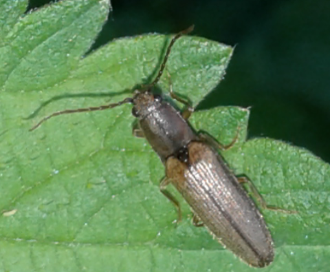 Elateridae: Athous sp.